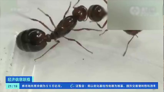 A large number of highly toxic red fire ants appears in Tokyo