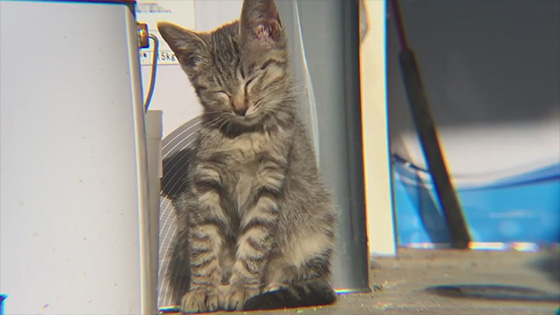 National Cat Day is today - cat owners are fascinated by their felines