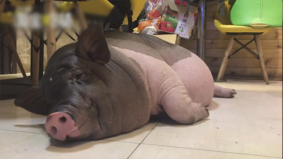 Strange Funny Heavy Pet Pig - The Pet Pig Weight Is Over 200 Pounds