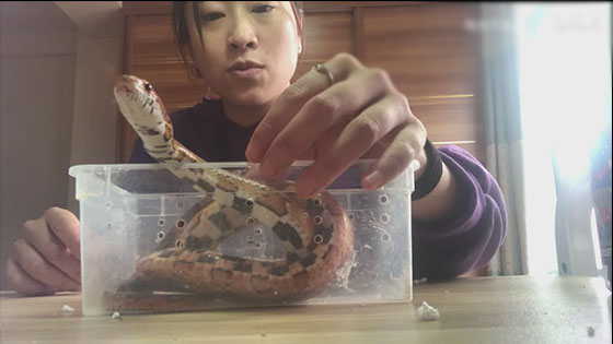 Surprise snake package video - Pantherophis guttatus / Corn Snake