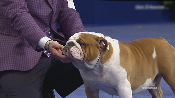 The Thanksgiving National Dog Show 2019 - Which Dogs Do You Prefer?