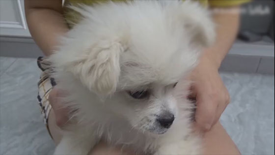 How to remove pomeranian's tear marks - 5 ways to keep cute baby puppy