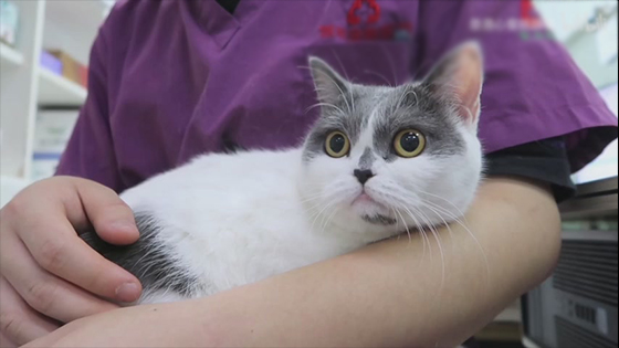 Remember Internet's Favorite Lil Bub - Funny Cute Cats In Pet Hospital