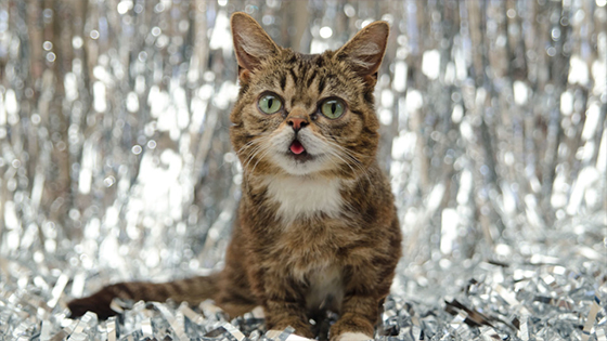 Lil Bub, The Internet's Favorite Cats Has Died At The Age Of 8 Video