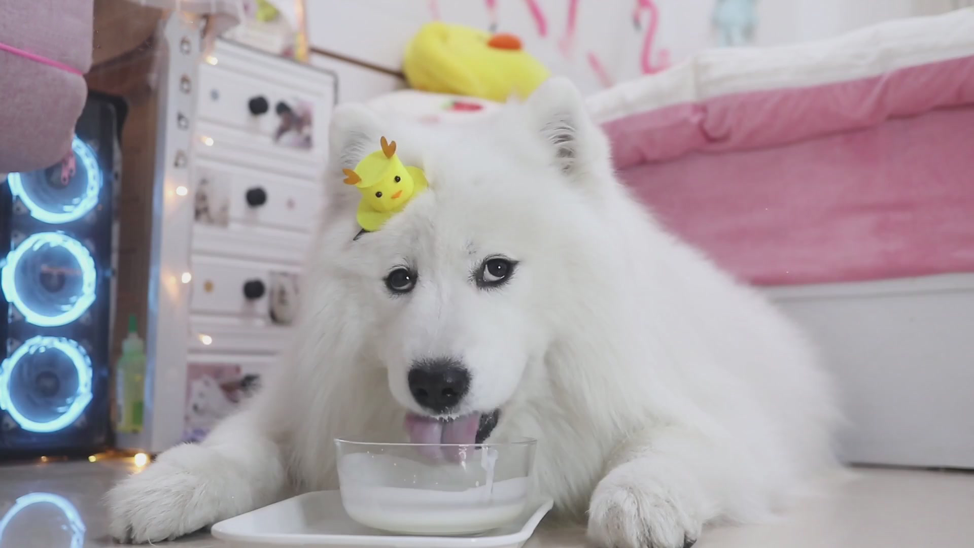 Pet Deluxe Meal - Watch Most temperamental dog Samoyed eating food