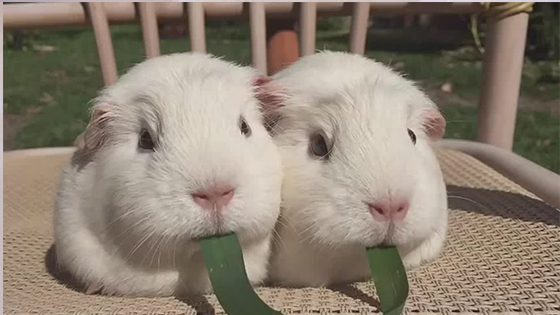 Two cute guinea pigs eating a grass together are really cute