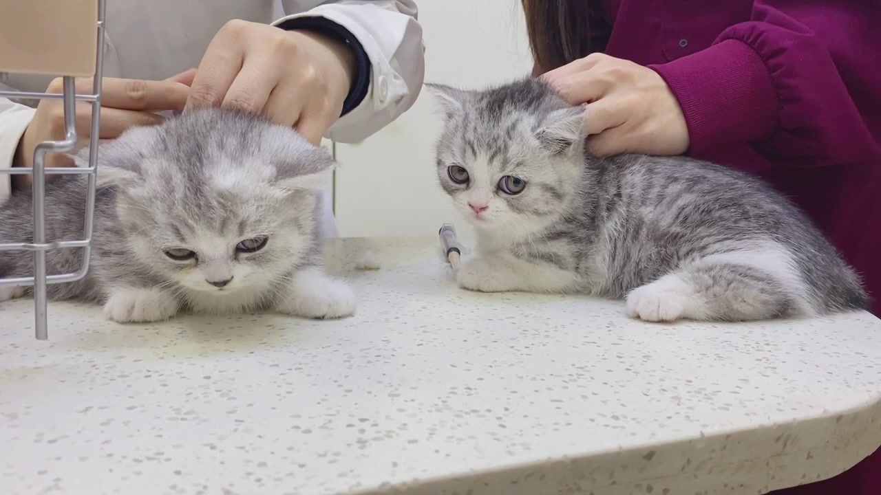 Mom, help me! The first time a kitten is vaccinated