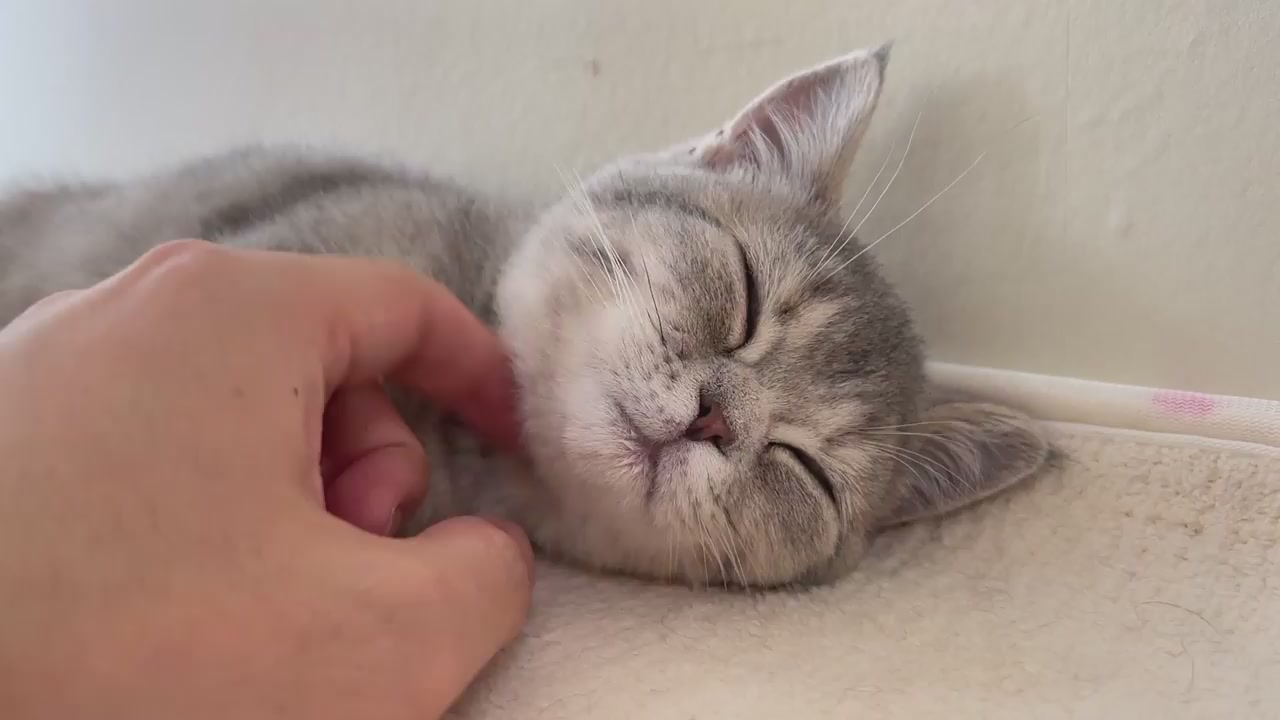 Sleeping kittens purr when touched