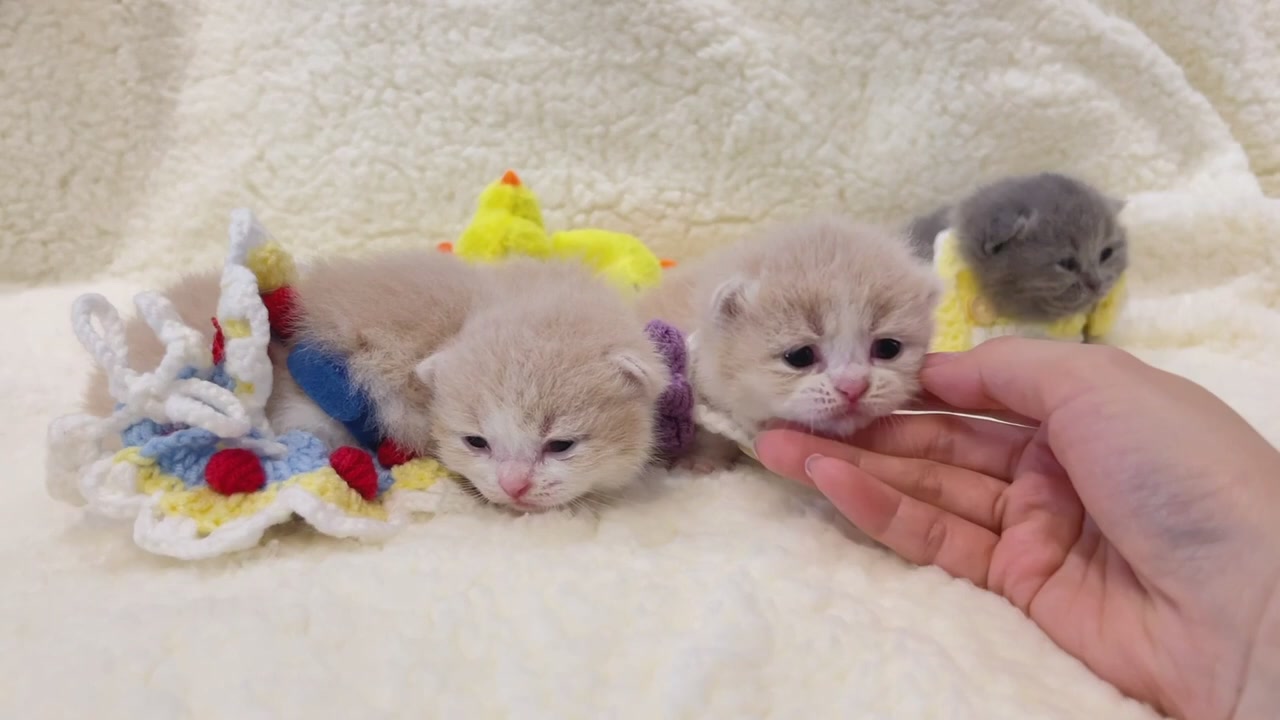 SOS! Munchkin kittens sooooo cute！【The 13th day 】