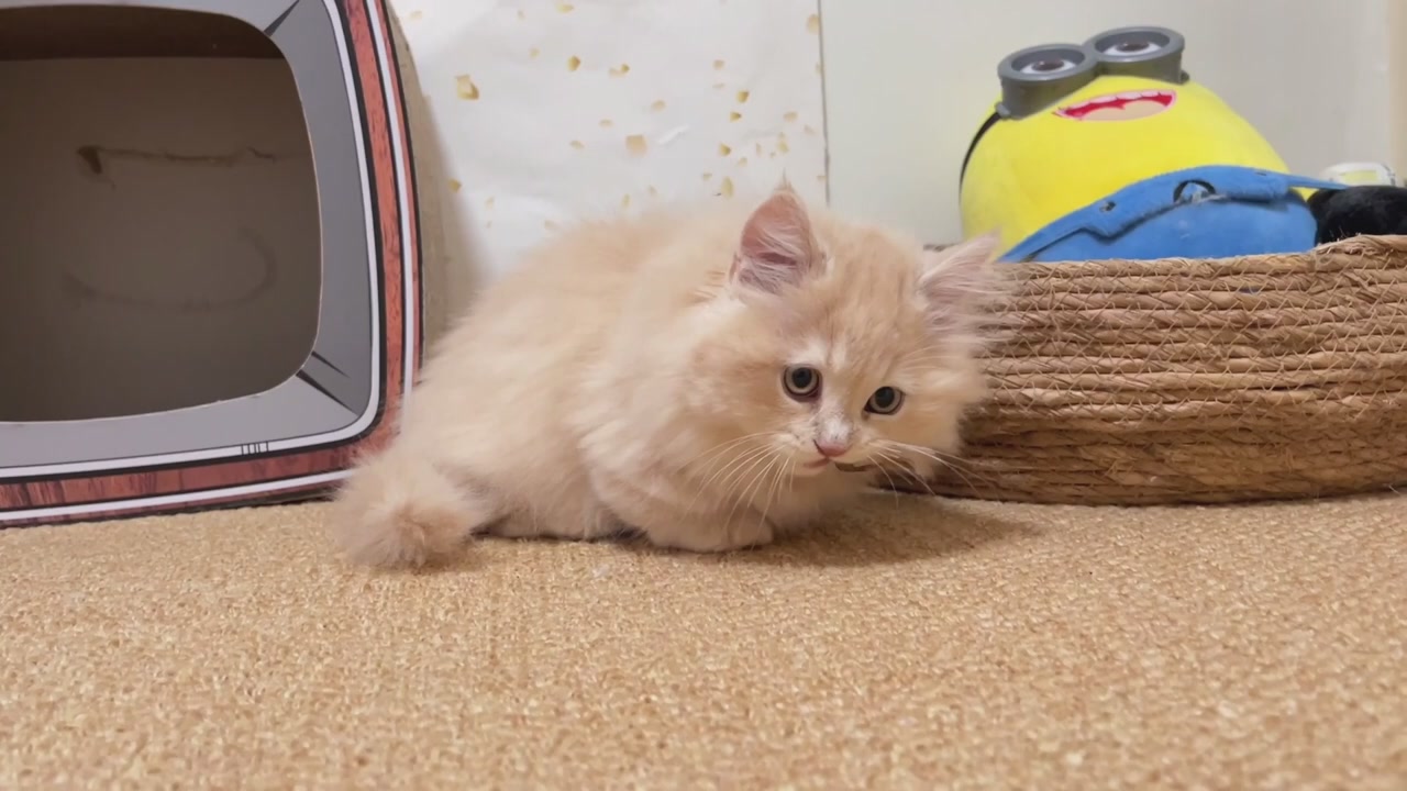 What an adorable munchkin kitten