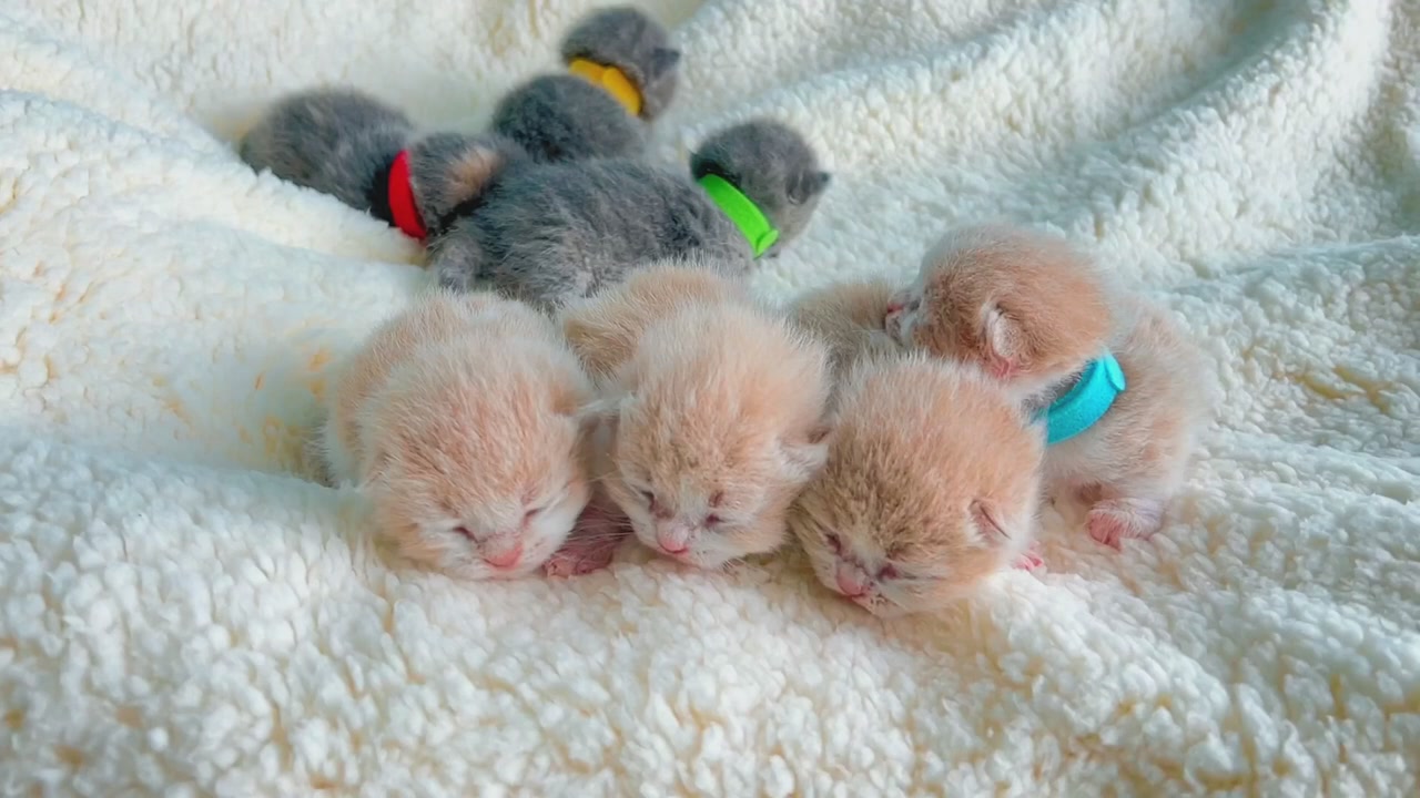 SOS! Short-legs kittens sooooo cute！【The 8th day 】
