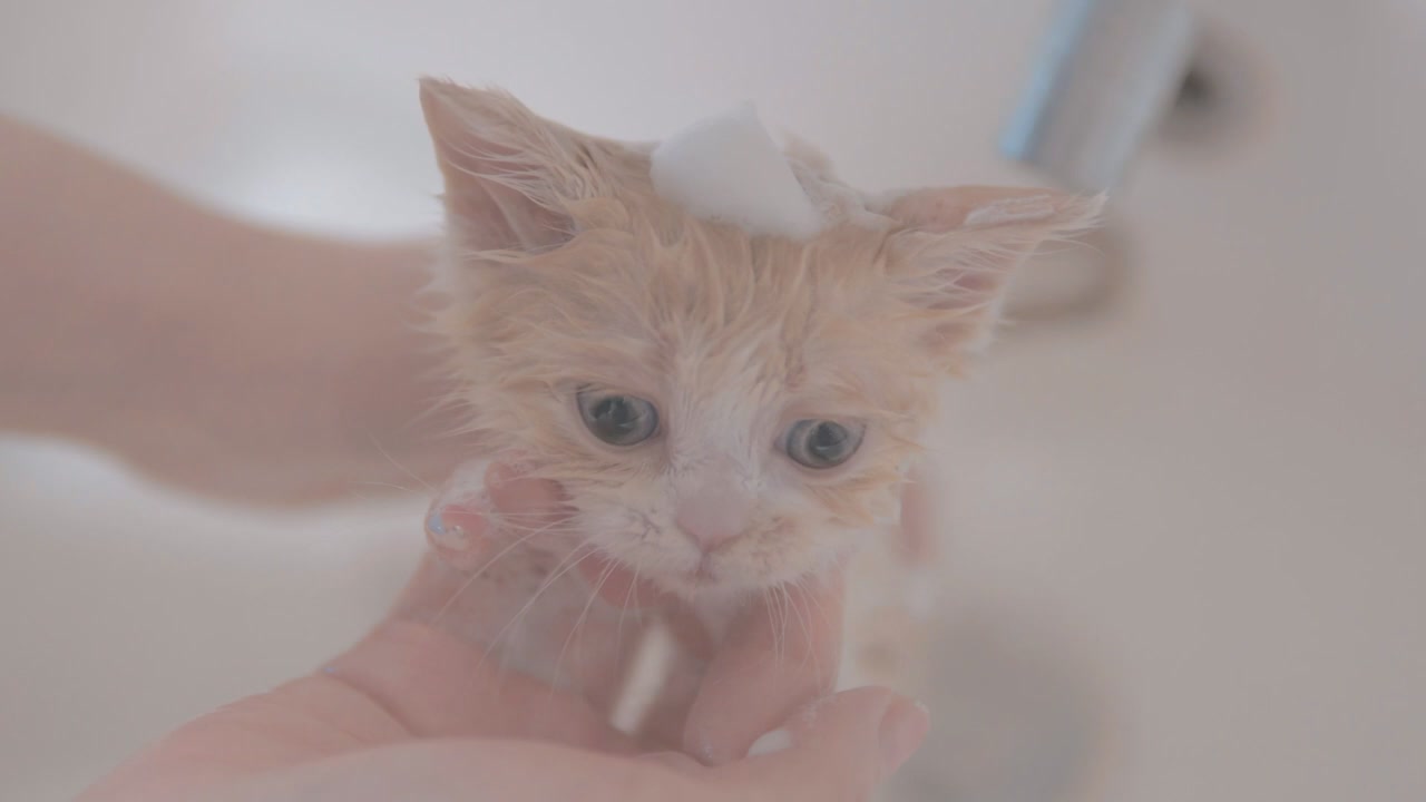 The kitten who loves bathing best
