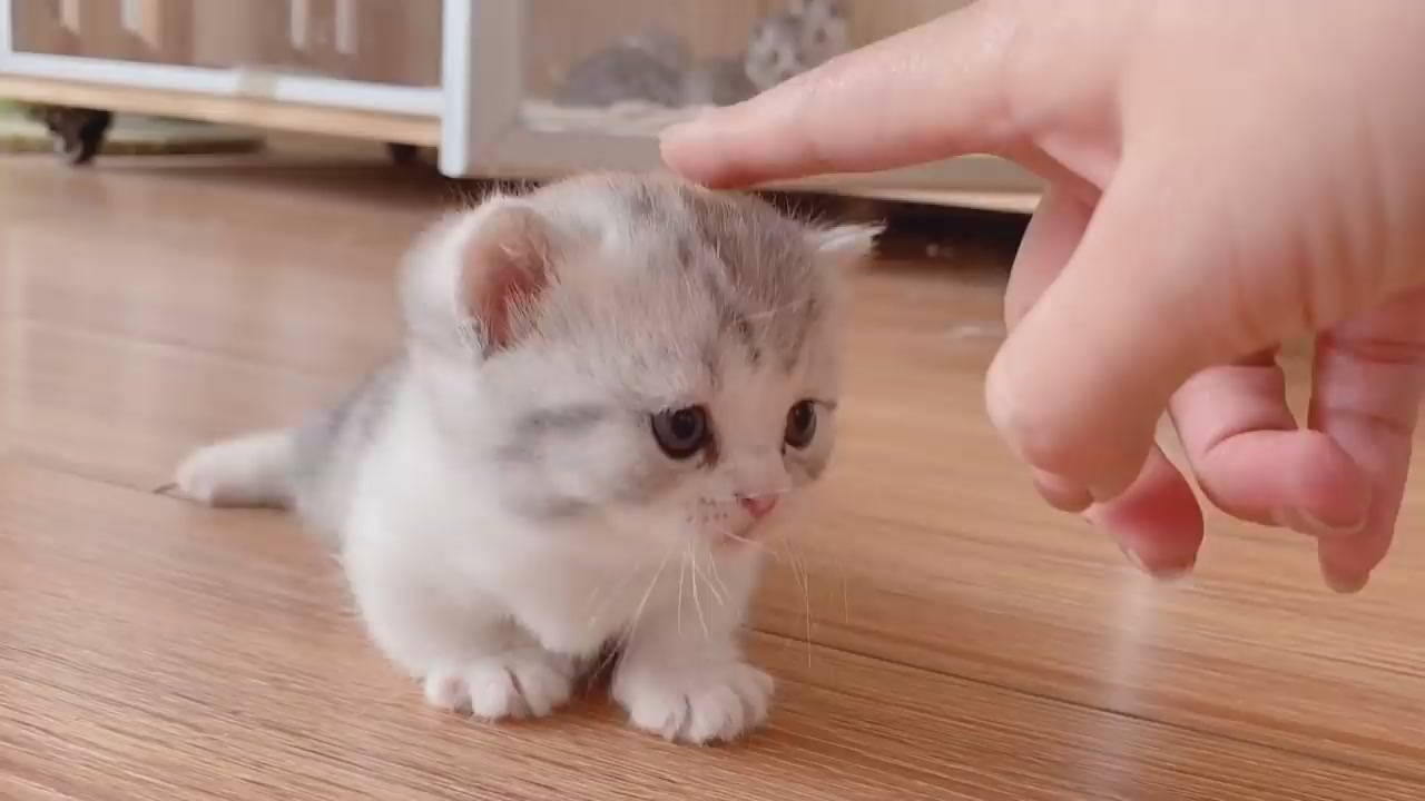 The short footed kitten has learned to walk