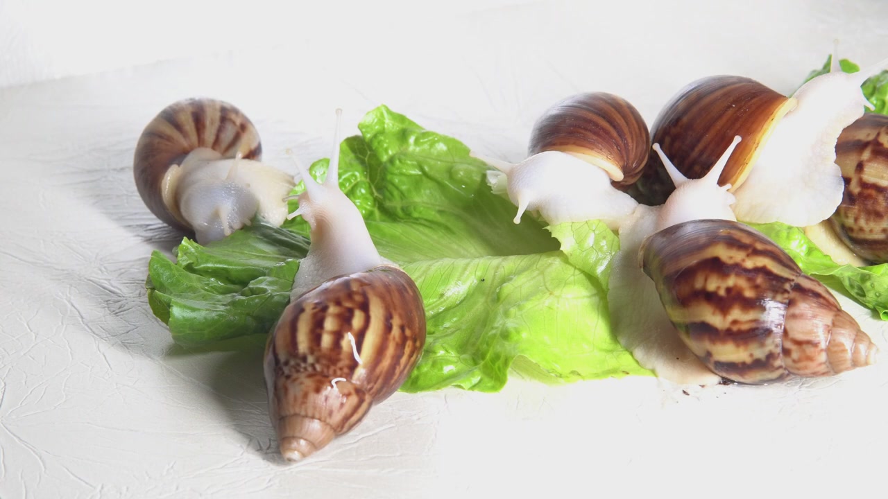 Six big snails are competing to eat cherries