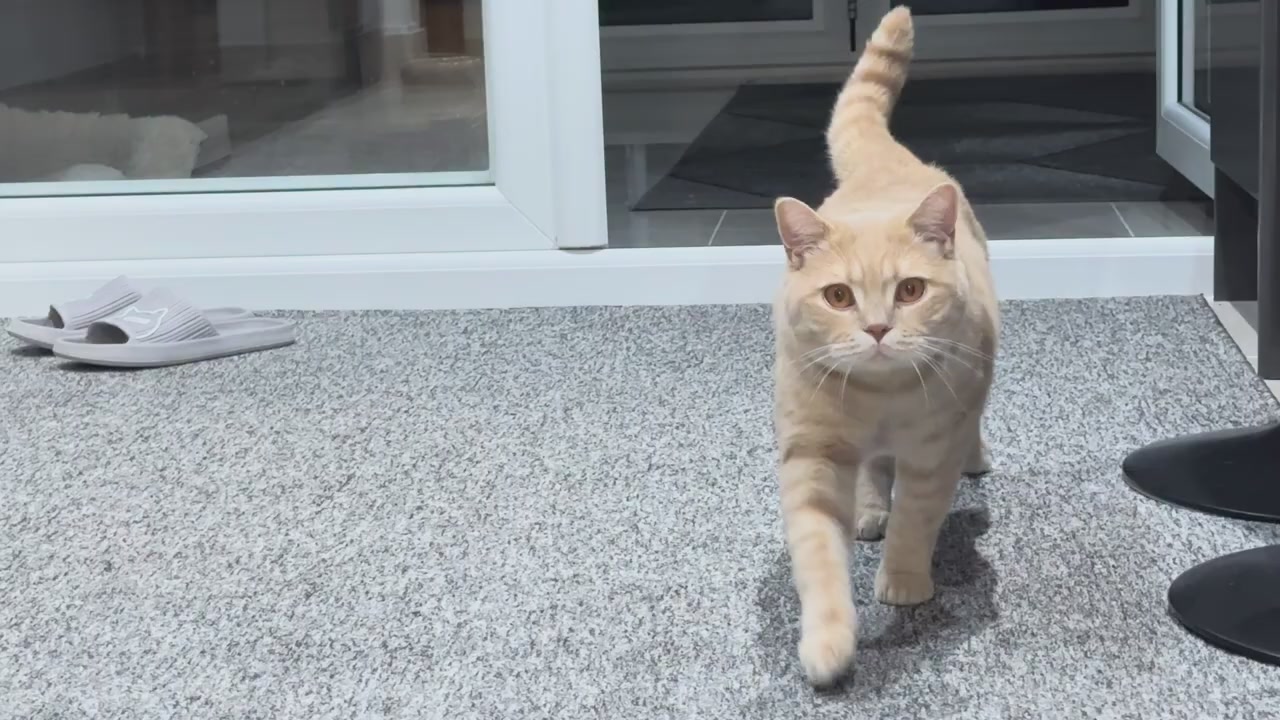 Cat Is Happy To See His Owner (Meows With Joy)