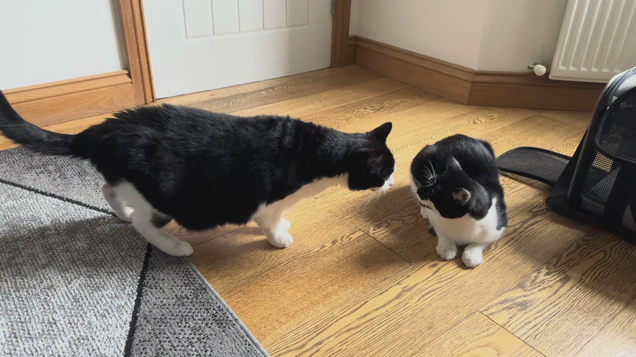 Kitten Meets Cat For The First Time