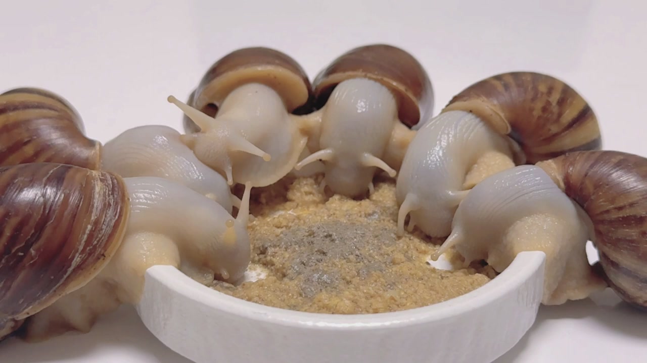 How fast do snails eat Watch them in 10x speed to find out