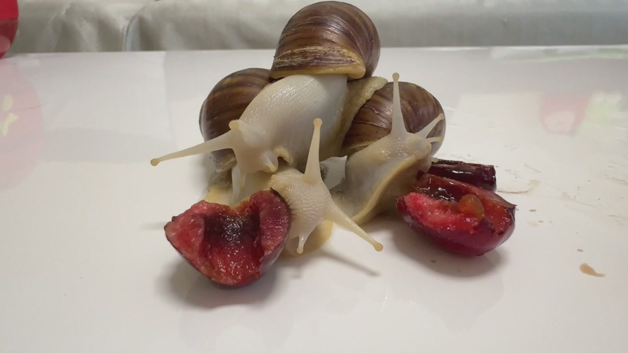Six big snails are competing to eat cherries, who will be the champion (15x spee