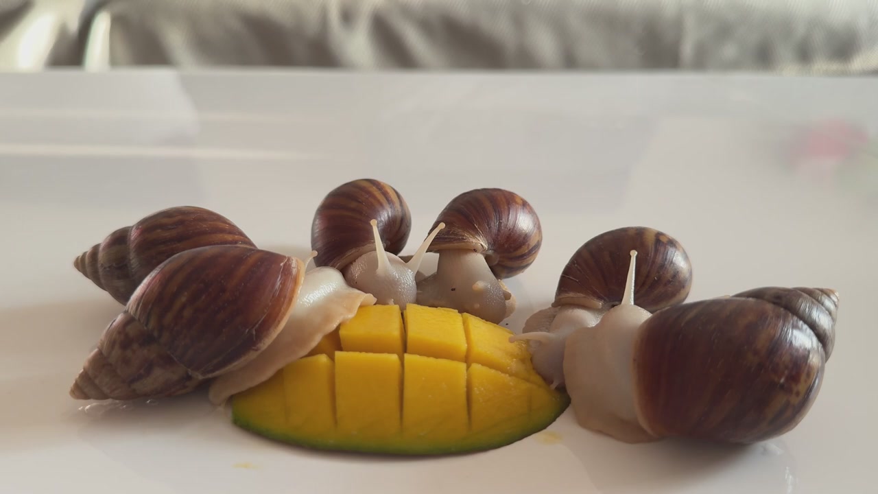 Snails and Mango