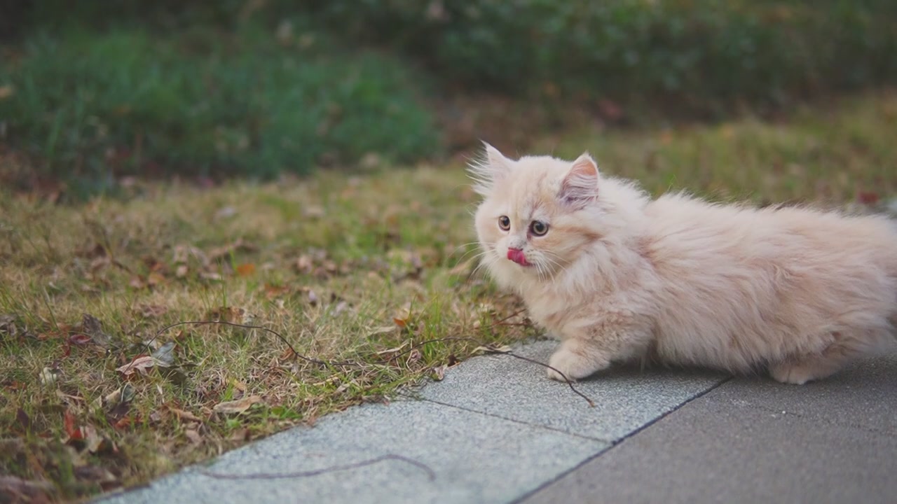 Walk with the baby kitten by the lake