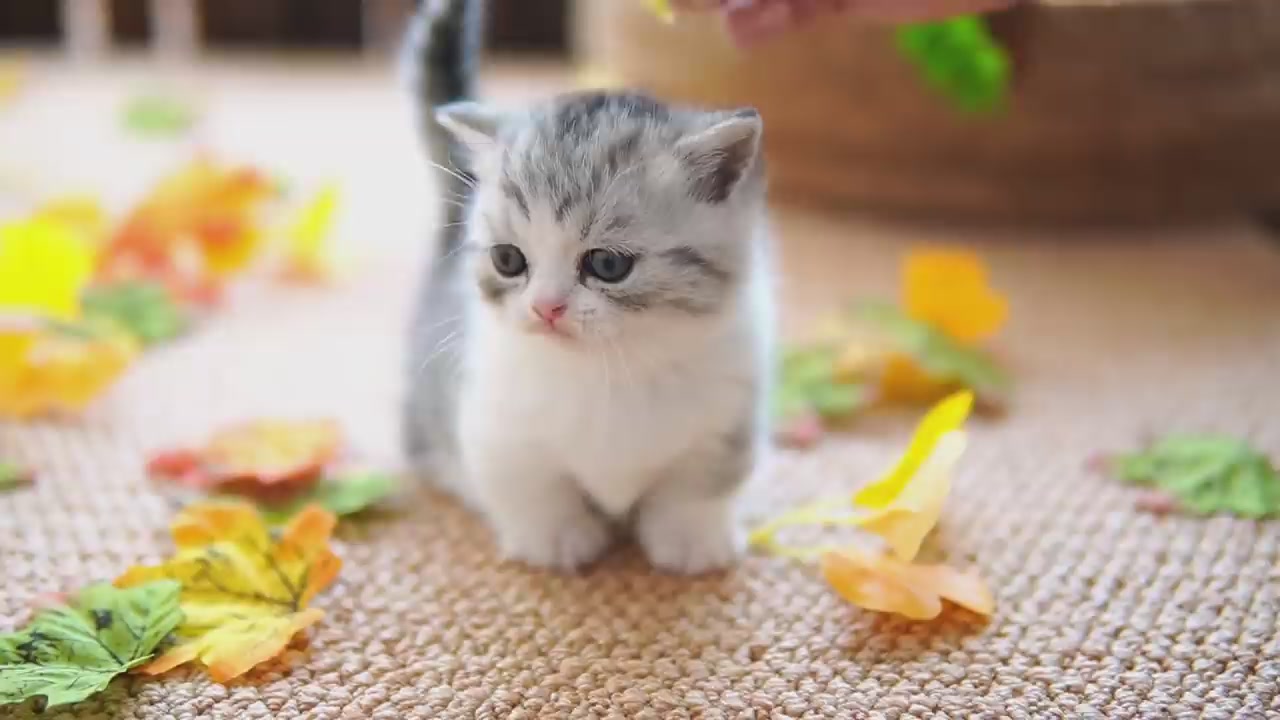 Short legged kitten autumn garden party!