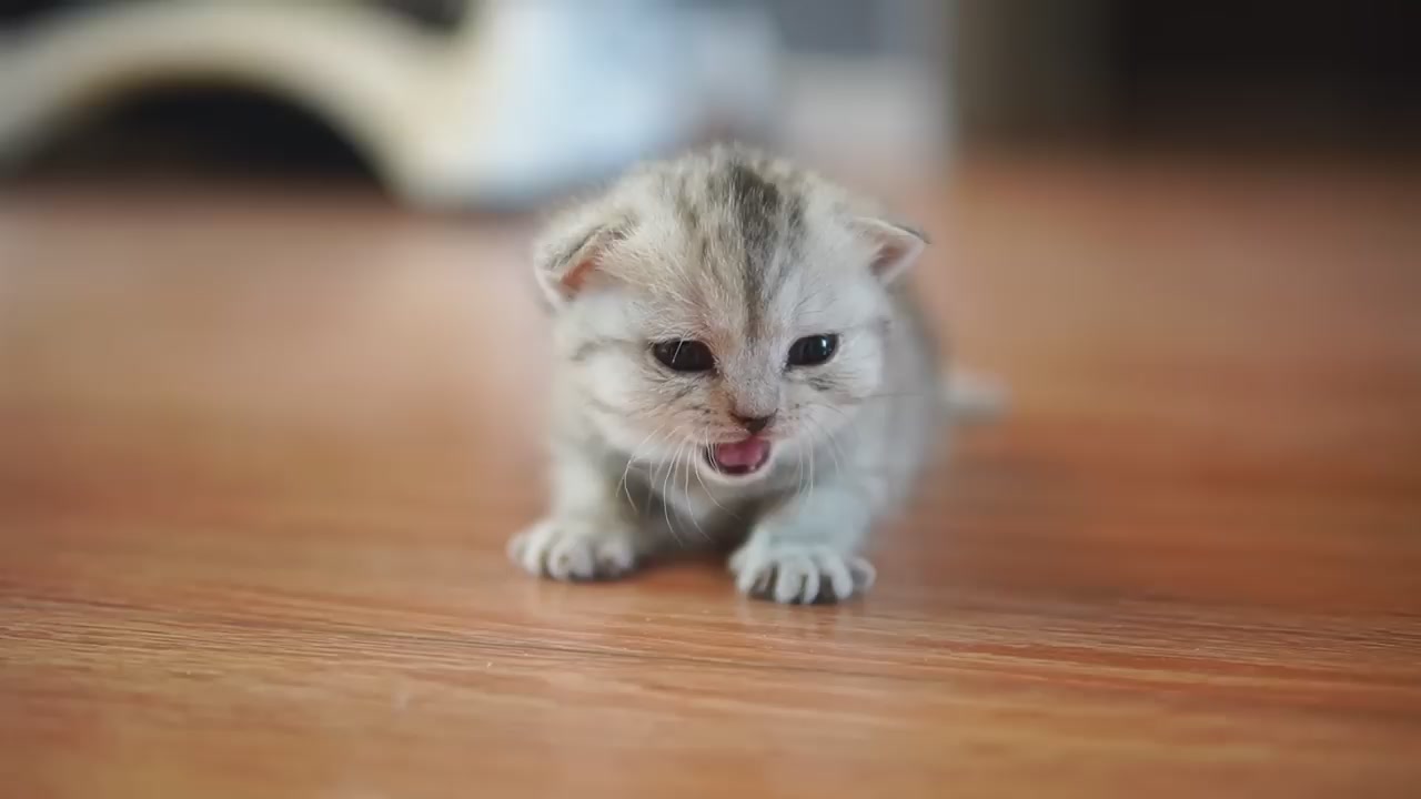 Short footed kitten learns to walk Episode 2