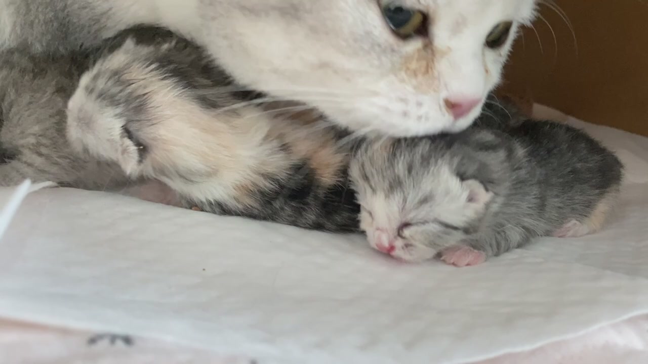 On the first day of a kitten's birth! The sound is so cute!