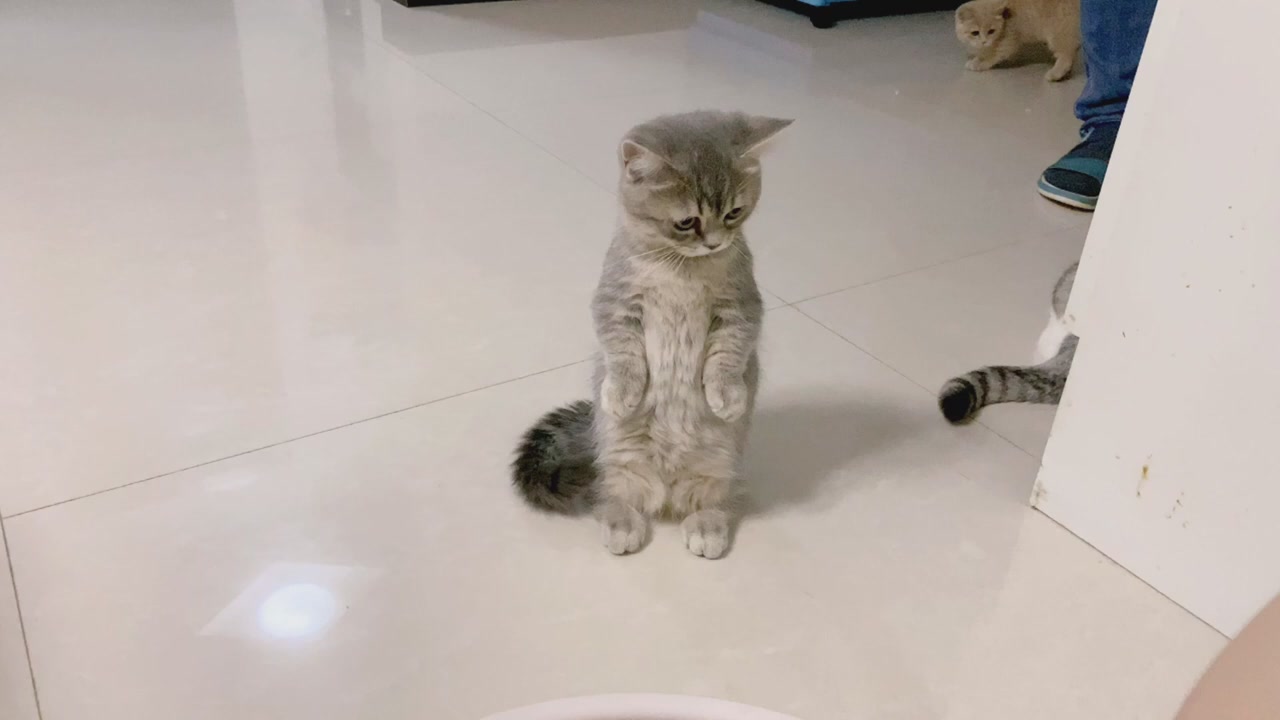 The little kitten stood up in surprise as it watched humans wash their feet for the first time!